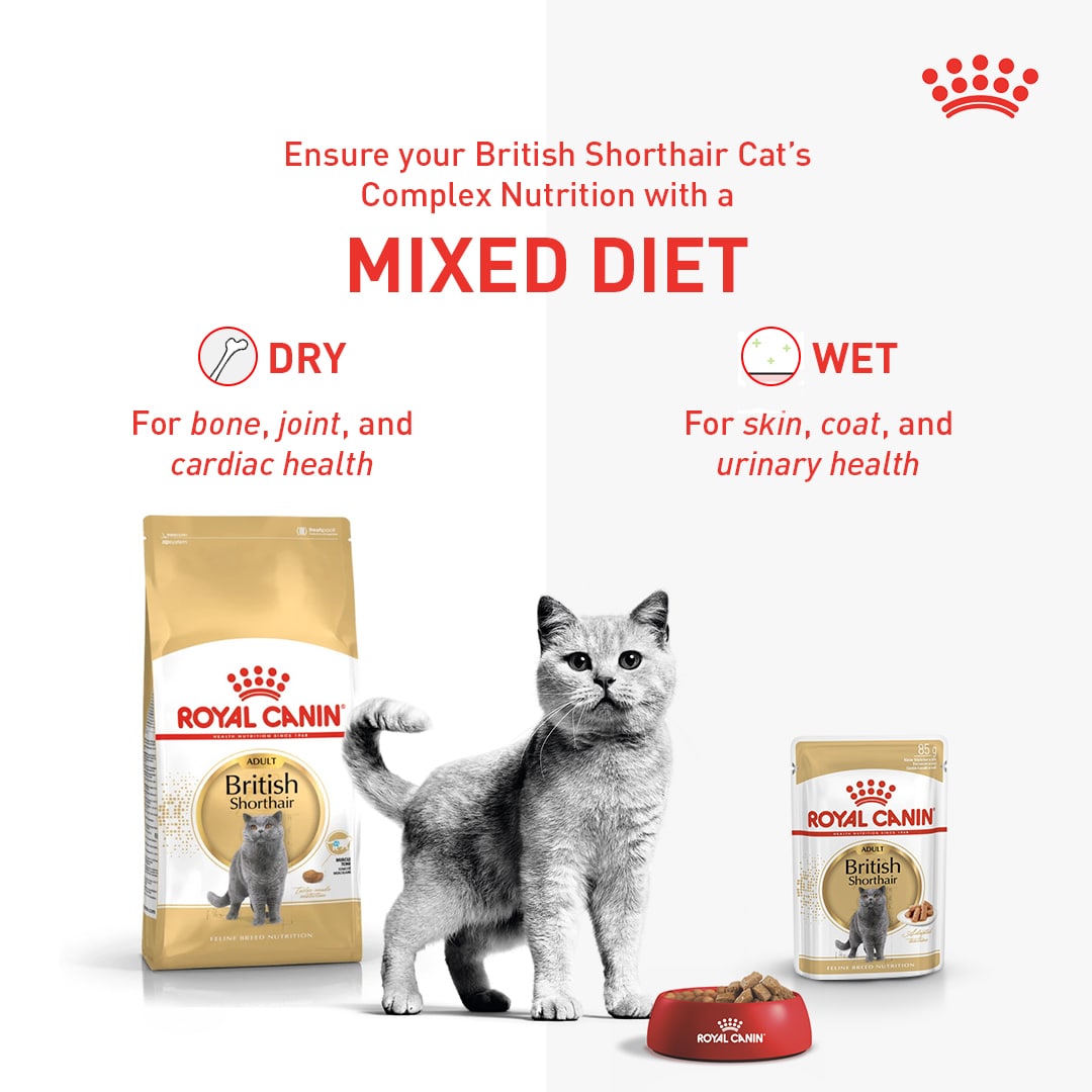 British Shorthair cats have a heavy and muscular body, which is why they need the precise nutrients that can support their muscles and joints. Get the full benefits of tailored nutrition when you mix wet and dry food for your purebred cat.