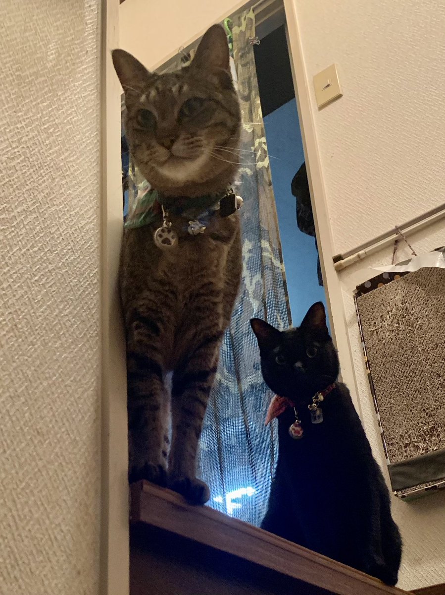 猫と過ごす時間は無駄じゃない