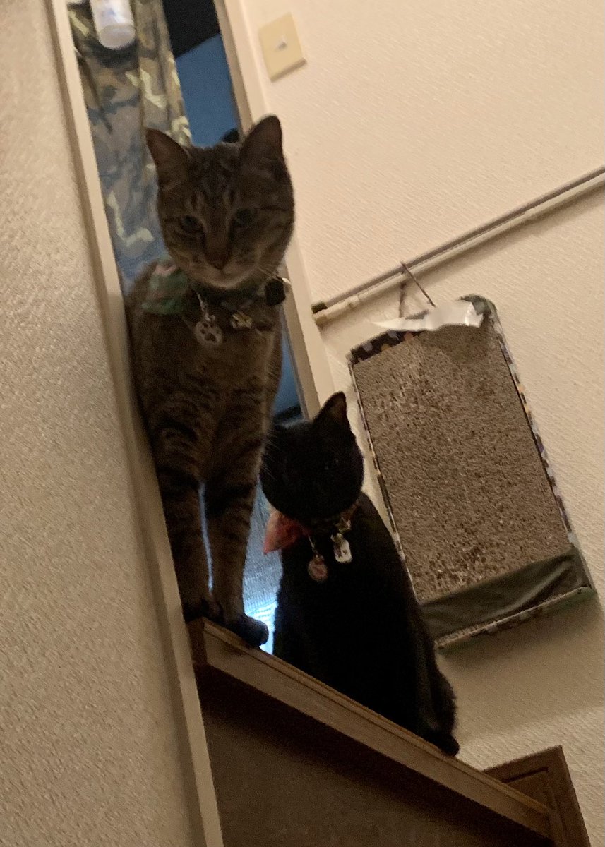 猫と過ごす時間は無駄じゃない