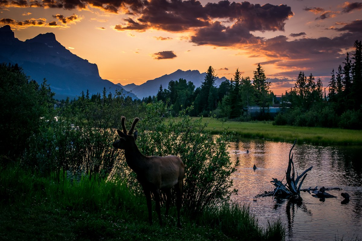 Tonight a lucky deer enjoyed the beautiful sunset beside Policeman Creek #Canmore #Bowvalleynetwork #wildlife