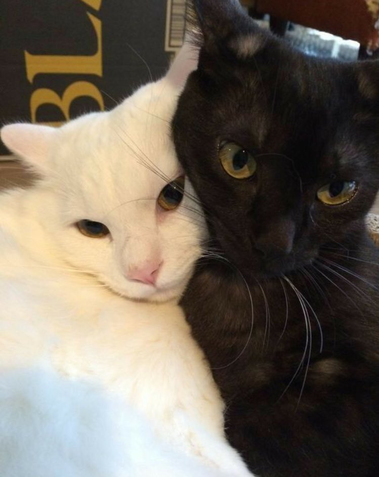 𝔄𝔢𝔰𝔱𝔥𝔢𝔱𝔦𝔠 美的 (@horrorfixl) on Twitter photo 