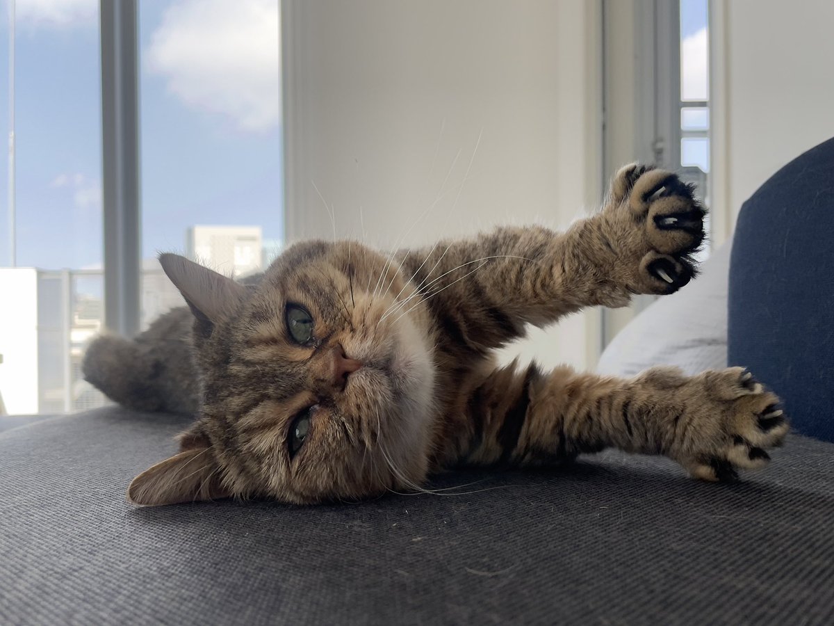 フリー素材 Kereses A Twitteren