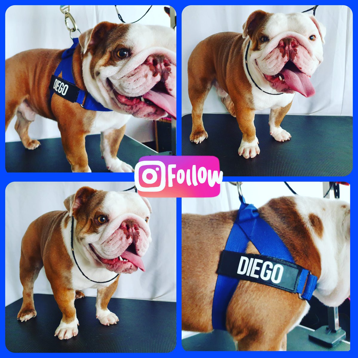 #aussiebulldog #dog #australian #sydney