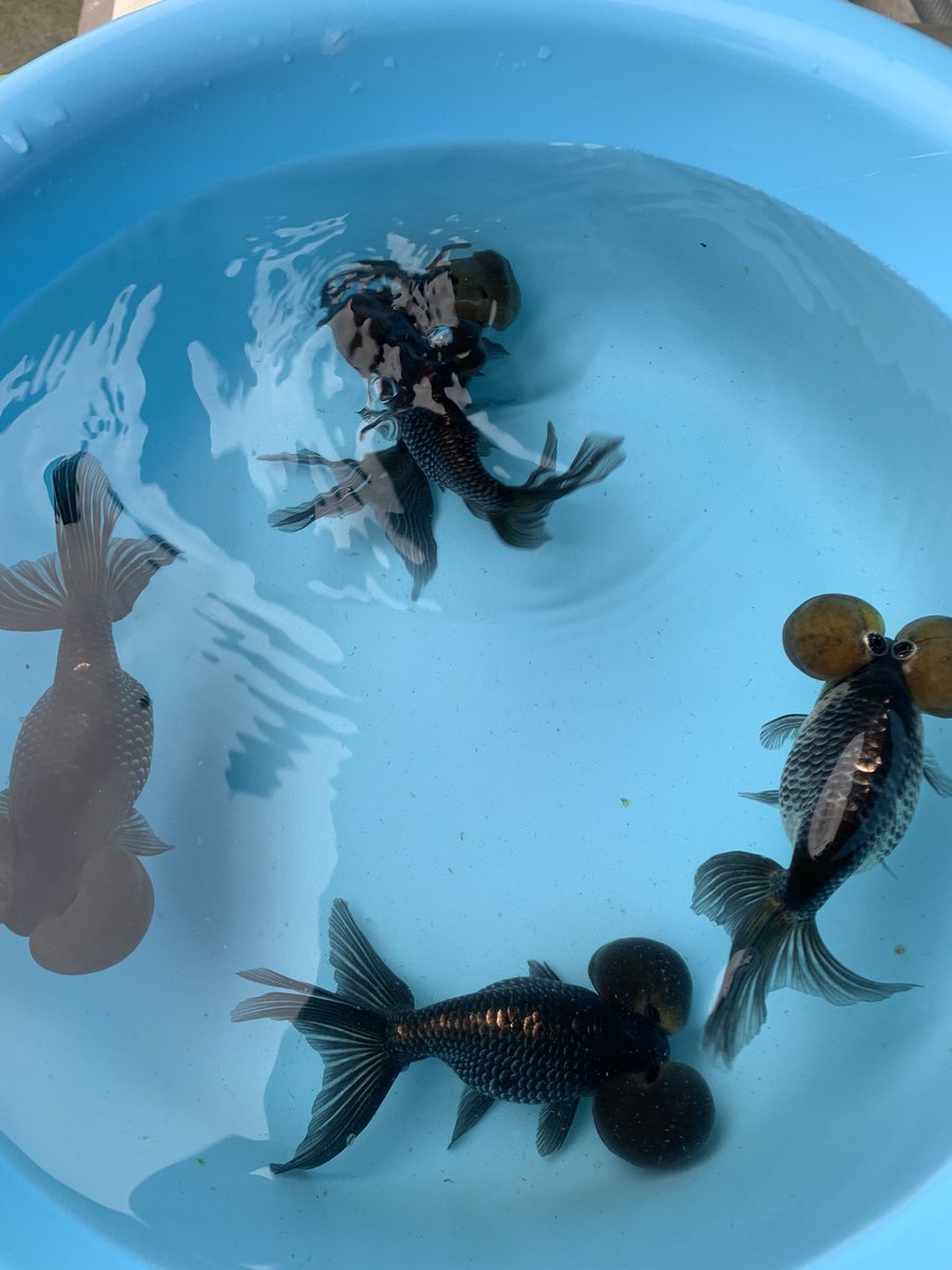 めだか 金魚 らんちゅう Gsabaka03 Twitter