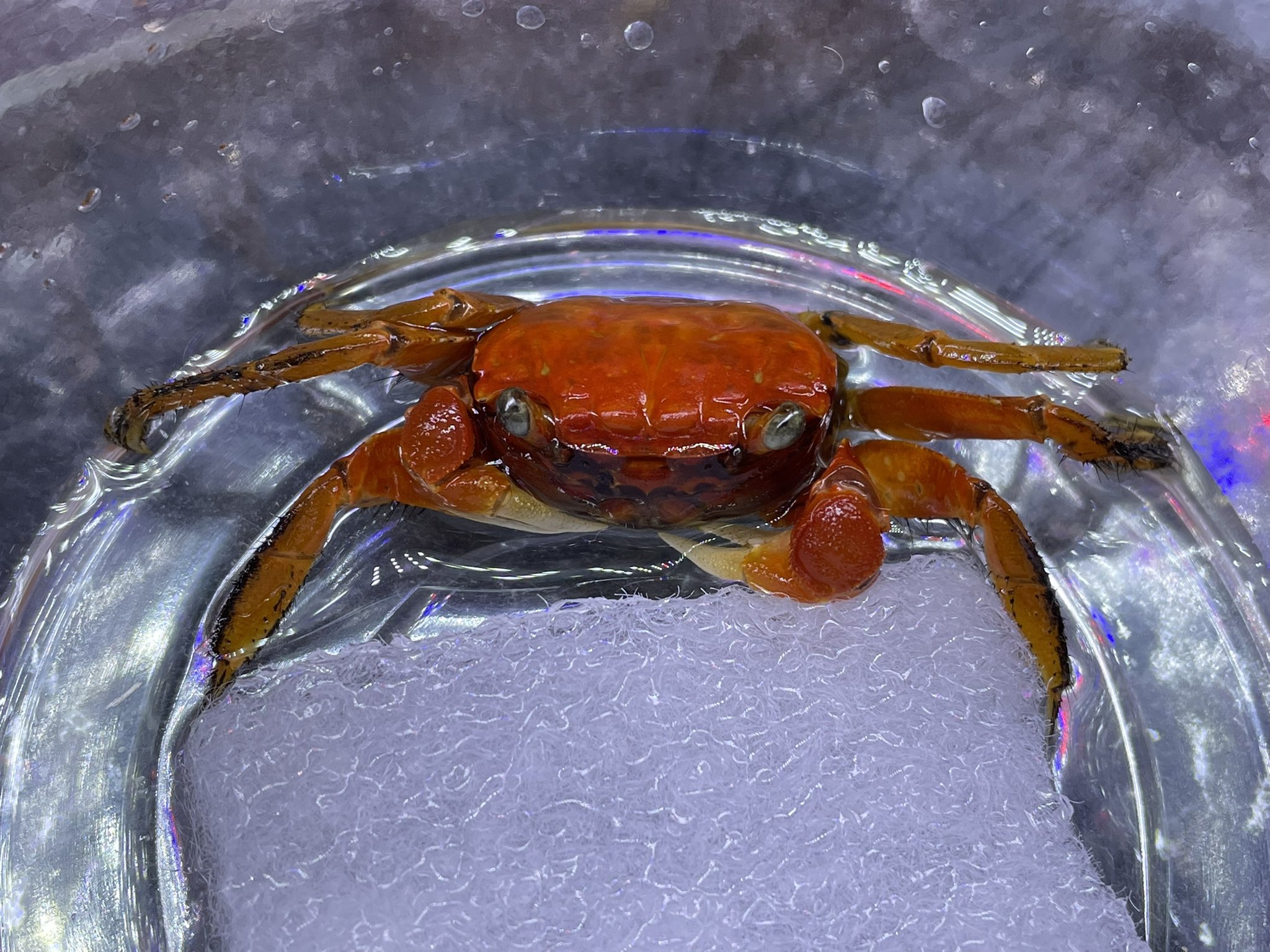 スーパーオレンジザリガニ Twitter Search Twitter