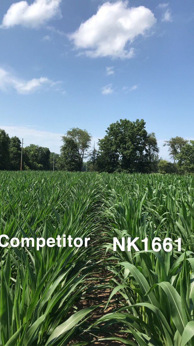 BrazinskiJordan's tweet photo. Good example here in our Carbondale plot of 1661 drought tolerance versus a competing hybrid. #GROW21 #GROWNK21 @NKSeeds @MandyDowney6 @NK_S_Cornbelt https://t.co/w1bOiOdEio