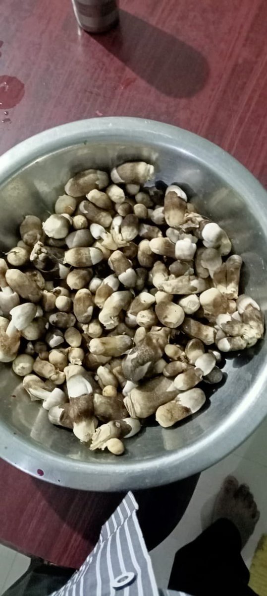dashman207's tweet photo. ଆଜି ଛତୁ ମାଡ଼ 😄
#SaturdayThing https://t.co/tOln4LXy29