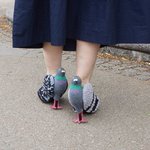 鳩のパンプス!仲間が拉致されてる・・・ｗ