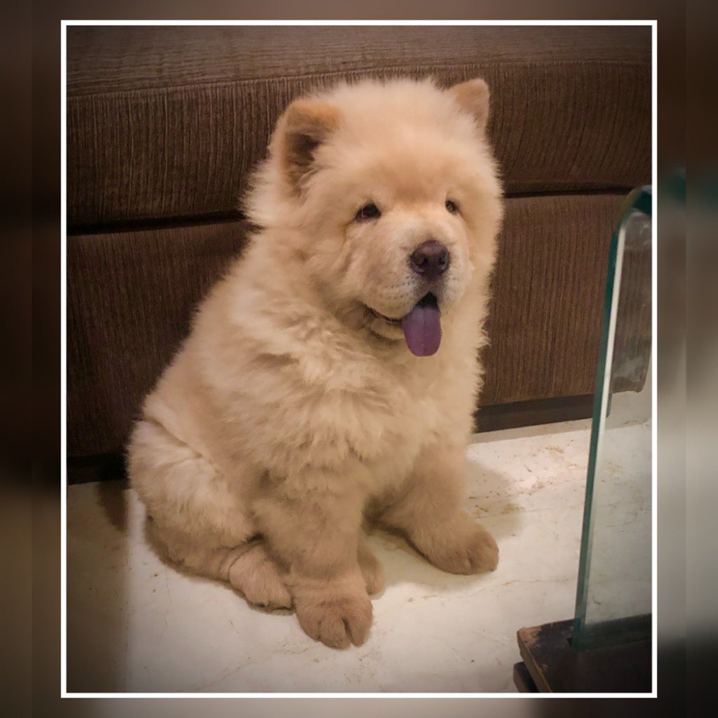 “Don’t accept your dog’s admiration as conclusive evidence that you are wonderful.” — Ann Landers     
Credit - #muffin_thechow
.
#dogsofbangalore #dogsofchennai #dogsofindia
#pupfluencer #dogsofinstagram #adoptdontshop #rescuedog #petstagram #mydogiscutest #photo #dogphotos