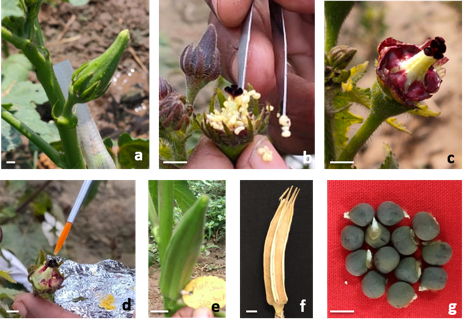 anuagrawal_icar's tweet photo. Happy to share our latest publication (#CryoLetters) on use of cryopreserved pollen of CWR of okra (Abelmoschus moscatus) for hybridization with cultivated okra, to overcome asynchronus flowering barrier for breeding in two species.
https://t.co/QDHCc9Tjph
@INbpgr @GowthamiR7 https://t.co/Ch7IniQjGM
