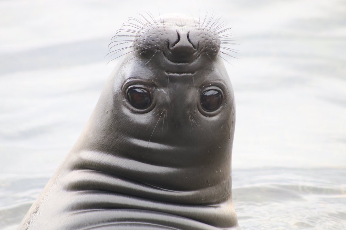 davidghamilton1's tweet image. What do Tasmanian devils &amp;amp; elephant seals have in common?

We can tell what they’ve been eating by examining their whiskers!

For devils - onlinelibrary.wiley.com/doi/full/10.10…

For elephant seals - sciencedirect.com/science/articl…