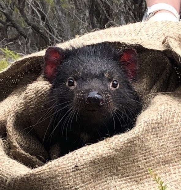 davidghamilton1's tweet image. What do Tasmanian devils &amp;amp; elephant seals have in common?

We can tell what they’ve been eating by examining their whiskers!

For devils - onlinelibrary.wiley.com/doi/full/10.10…

For elephant seals - sciencedirect.com/science/articl…