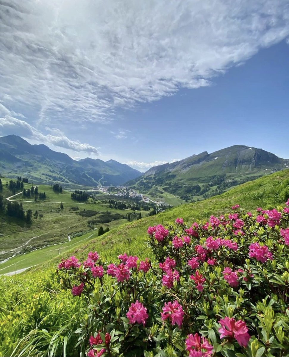 #Obertauern #Austria #nature #Alpineroses #mountain #flowers #visitaustria #safetravels @diamondresorts #StayVacationed #AlpineClub @ER_Alpine_DRI