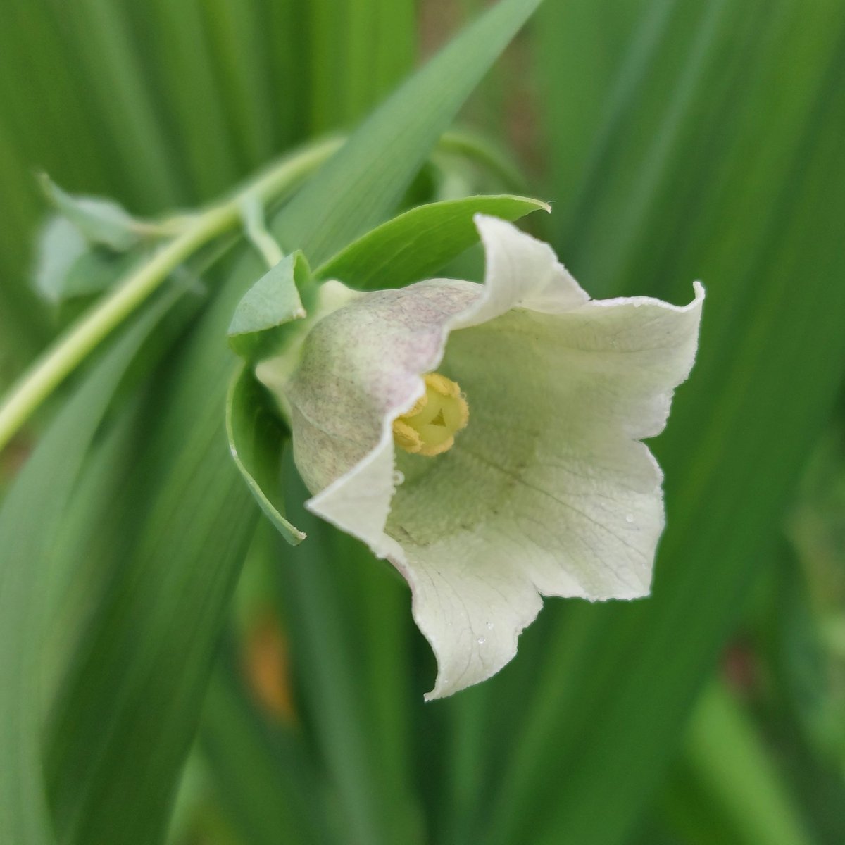 PlantPref's tweet photo. New to me and flowering for the first time - Codonopsis pilosula.  Twining herbaceous perennial currently growing through Crocosmias!

Should have some for sale in the autumn. 

#codonopsis #codonopsispilosula #newtous #peatfree #climbingplants #twiningplants https://t.co/UGvybxwKWn