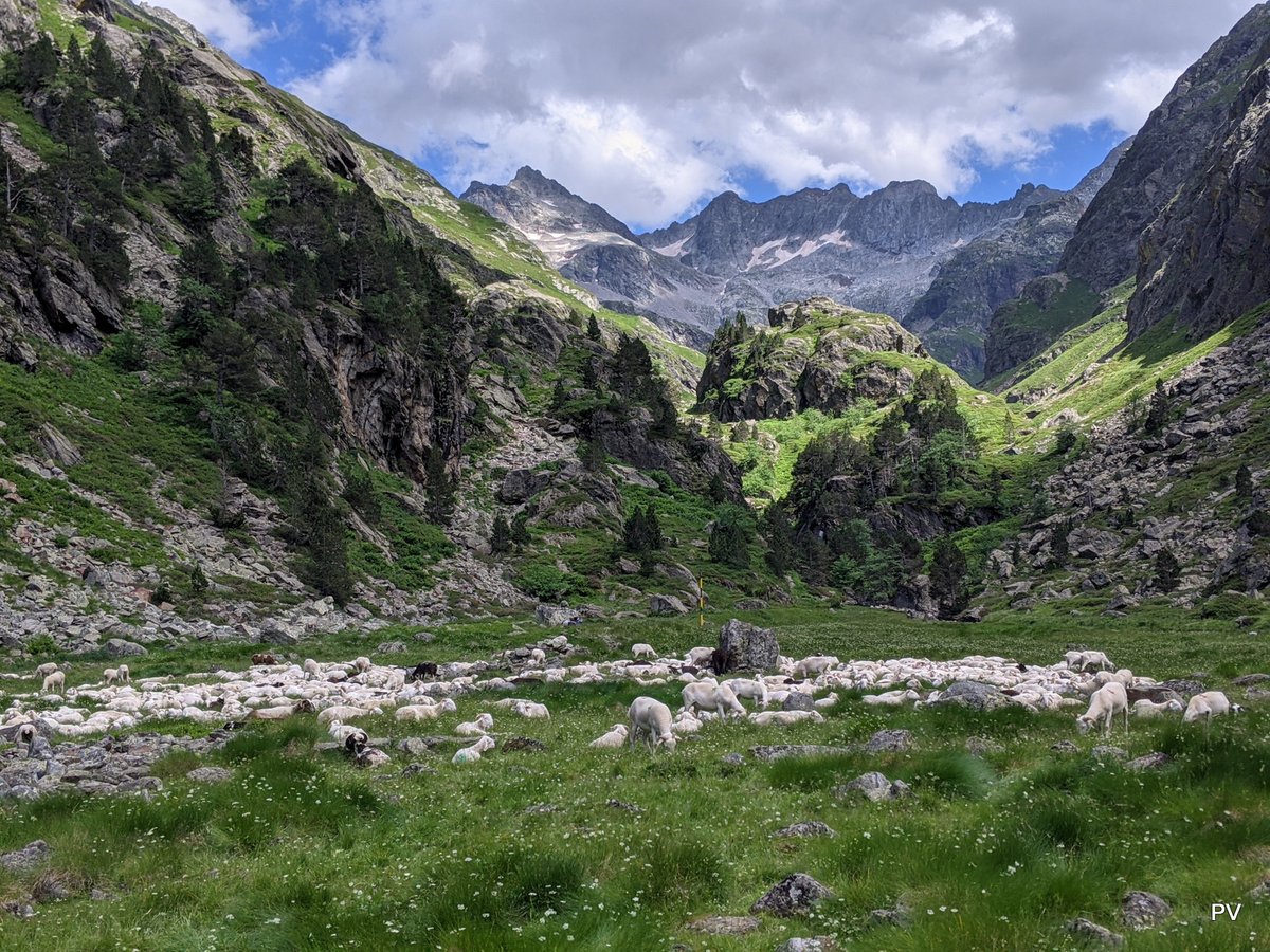 Aure65's tweet photo. On vous livre en pâture, ce troupeau à la belle nature ... #Clarabide #Louron https://t.co/jUcKeo2qJd