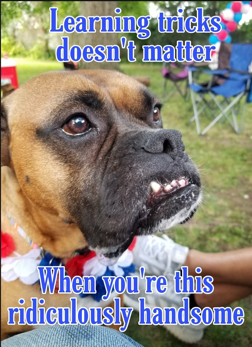 BoxersDrool's tweet image. Happy is a happy boy and very, very sweet. He hasn't met a single stranger unworthy of leaning on. 
#boxerdog #boxerlife #boxerlover #boxermom #boxersoftwitter #boxersrule #boxersrock #boxers #dogsoftwitter
#adoptdontshop