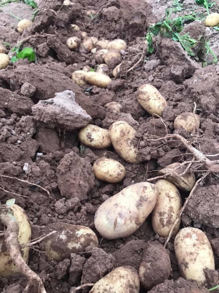 juanviperezaras's tweet photo. @agropopular desde #Benisanó poniendo en valor la patata 🥔 de nuestro proveedor local #NayDa complemento de uno de los arroces top de Valencia #ArrozAlHorno #Rioja1924 @GuiaMichelin_ES #AgropopularPatatasMelendez https://t.co/bBnMAviXZd