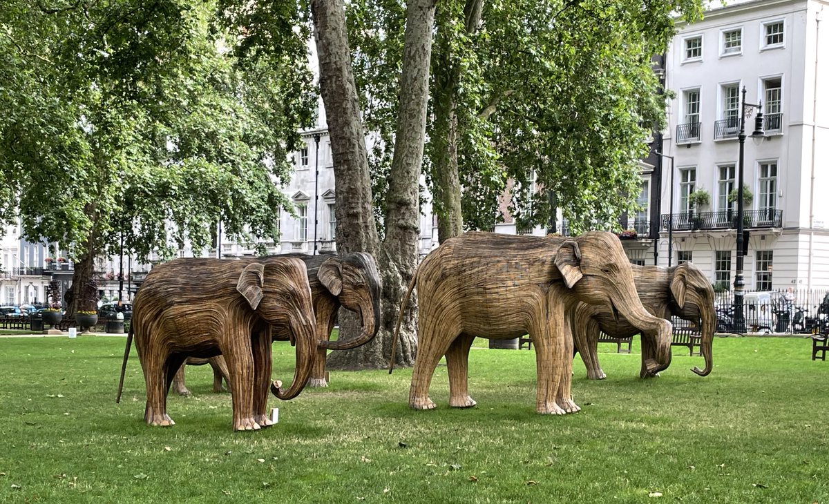 No nightingale in Berkeley Square, instead a herd of elephants. ❤️ #London always full of surprises. Highlighting the issue of elephants living in human-dominated landscapes. #COP26Glasgow