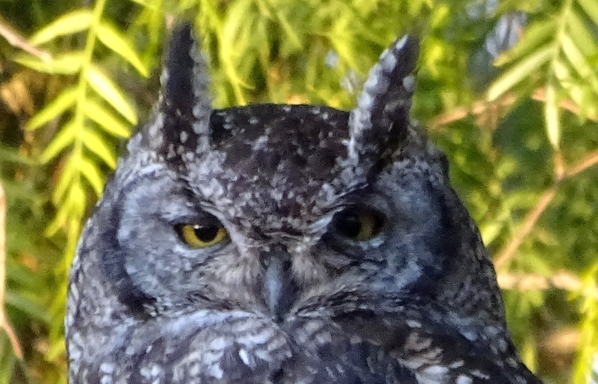 BarbaraPhilip6's tweet photo. Today's painting /drawing challenge is a owl. Hope you can find a photo if you need one, or you can use mine here. I will post my painting later today 😍Good luck ! https://t.co/MK7MEiYFBX