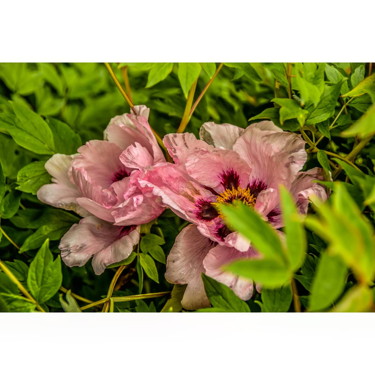 SilenceAndFire's tweet photo. There's something about their rain beaten petals...
#khmelnitsky #ukraine #nature #naturephotography #peonies #moutanpeonies #treepeonies #flowers #blossom #bloom #colourful #rainyday #closeup #photography #IreneBarhatnaya https://t.co/rvIoOYIwpq