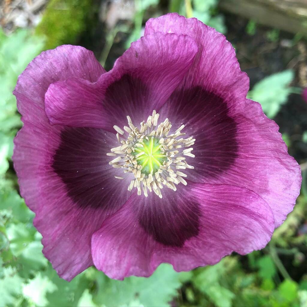 the Lauren’s Grape poppies are blooming now. instagr.am/p/CRJaZQEp1L6/