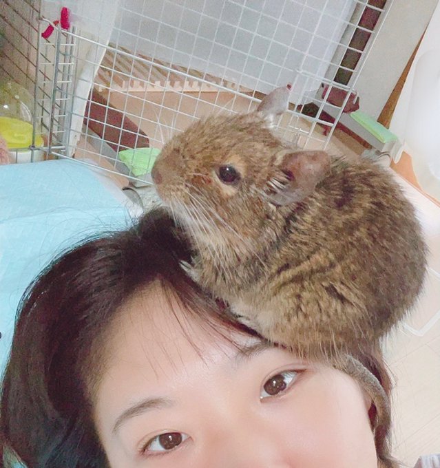 本宮佳奈さん の人気ツイート 4 Whotwi グラフィカルtwitter分析