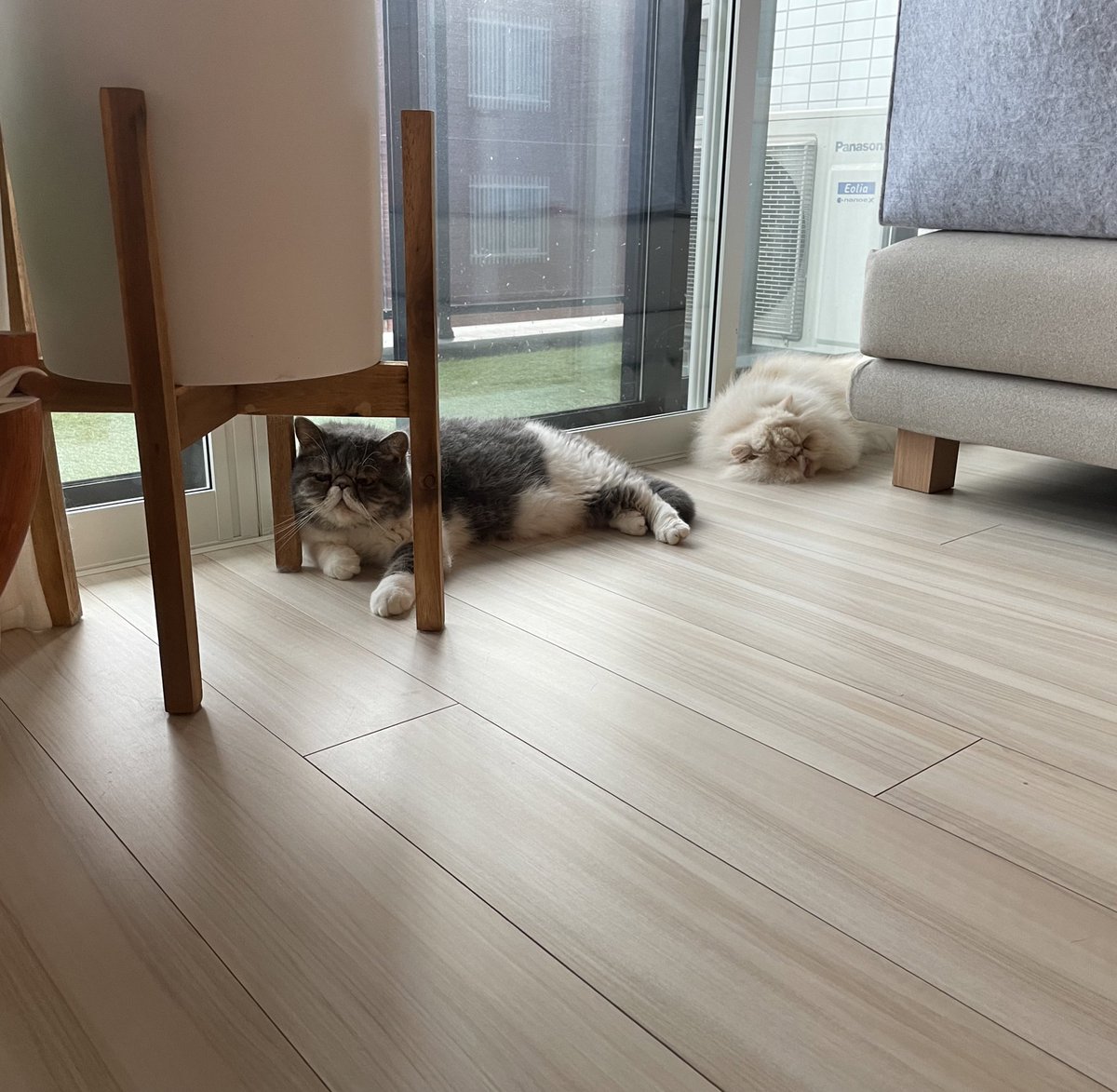 shigeyumomo's tweet image. momotaro&amp;amp;shishimaru『We are window cats！  =  窓際猫だよ！』

#windowcat #cat #catstagram #instacat #meowstagram #exoticshorthaircat #persiancat #窓際猫 #猫 #ねこ #ネコ #にゃんすたぐらむ #はなぺちゃ #エキゾチックショートヘア #ペルシャ猫