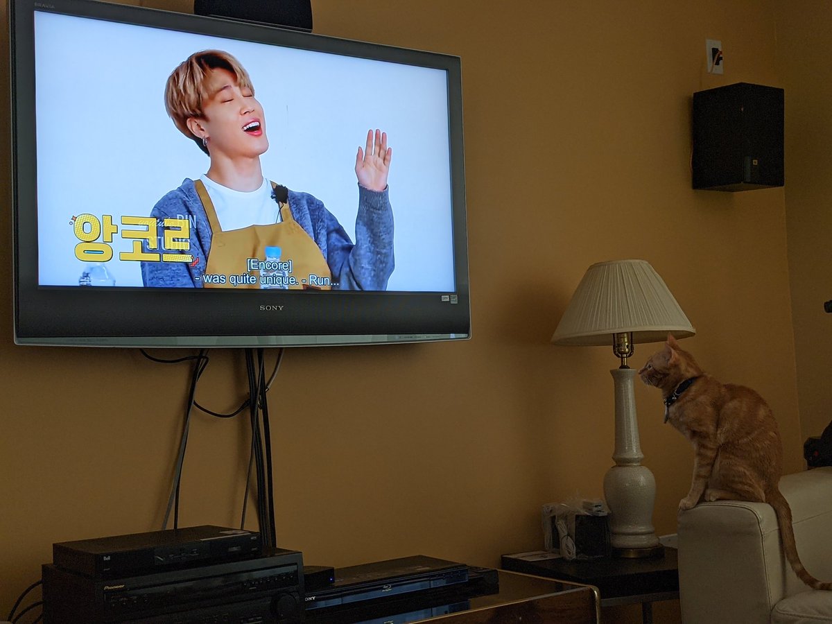 rkivesace's tweet photo. The most important thing I learned this week is that cats love jimin https://t.co/3AgatPO24A