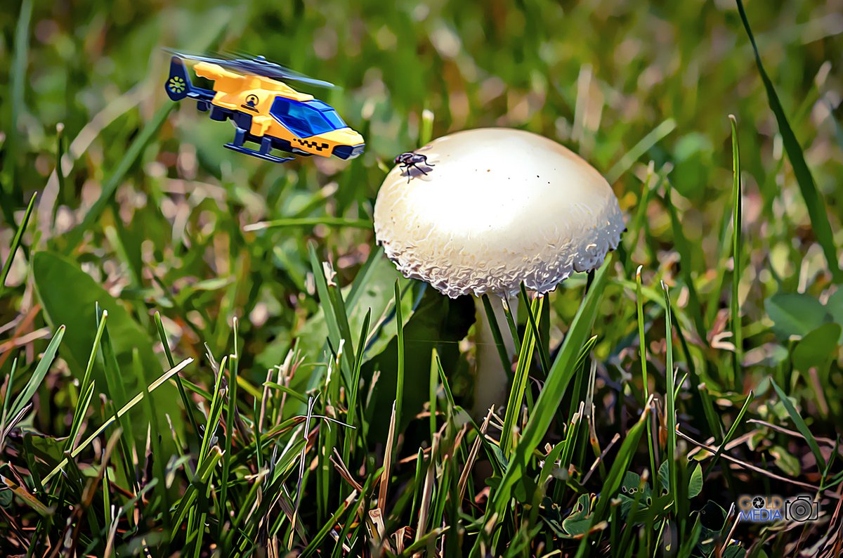 GoldMediaCa's tweet photo. Big Jobs / Small Machines #5

#goldmedia #photography #mississauga #toronto #gta #macrophotography #miniatures #miniature #figurines #minimississauga #minitoronto #miniaturemississauga #miniaturetoronto https://t.co/hNWDspbsuV