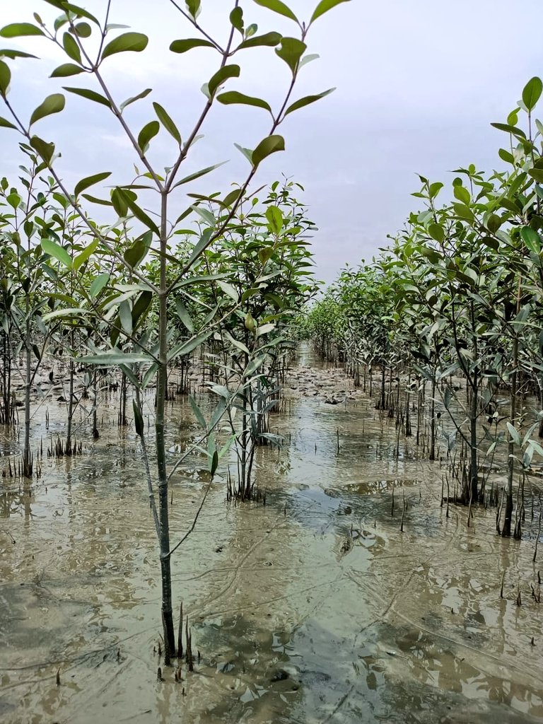 mvraoforindia's tweet photo. Mangrove Plantation in Sundarbans
Our  Priority Work https://t.co/PrgwpKqefj