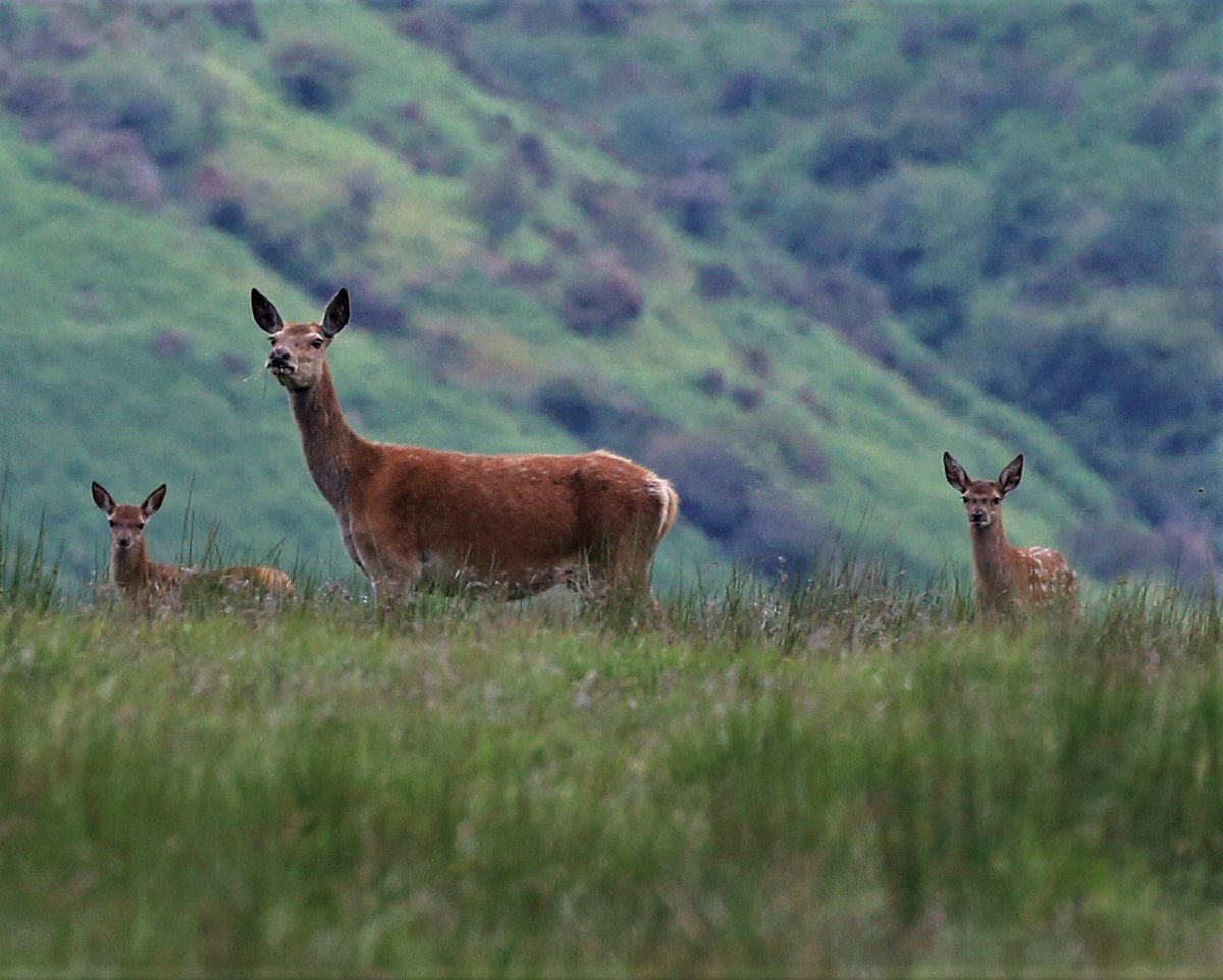 Lovely to see the #reddeer calves appearing during the daytime <a href="/ExmoorNP/">Exmoor National Park</a> <a href="/visitexmoor/">Visit Exmoor</a> <a href="/VisitSomerset/">Visit Somerset</a>