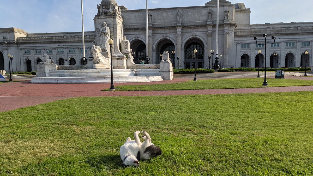 Three pictures of black and white Skipper dog rolling in grass in different states