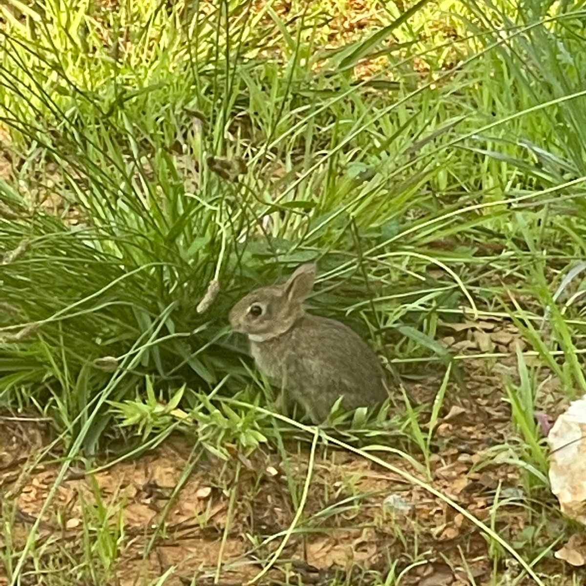 sparkedcoaching's tweet photo. Can’t say much about coaching executives and leaders with this photo, but cuteness factor is off the charts. Baby bunny only a bit bigger than my fist came to visit me this morning. 
#farm #bunny #wildlife #cute #entrepreneur https://t.co/WE4tSpFKLE