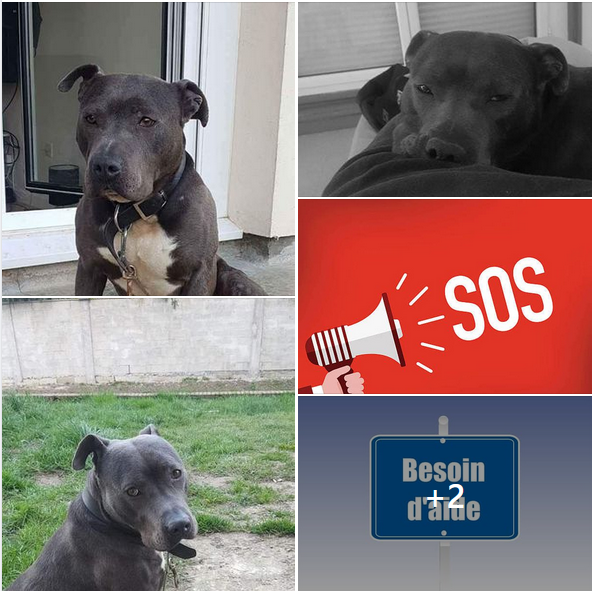 DelavegaPepita's tweet photo. 🚨URGENCE EUTHANASIE🚨
REGION PARISIENNE 77 PROCHE MEAUX 
Cherche Asso pour Prise En Charge 
STAFF  ♂  5 Ans  Cat 1  
Ententes inconnues
Le proprio  chez le véto pour l'euthanasie 🤬
Contact Émilie Gonzalez  en mp svp sur FB
RT svp !
https://t.co/vrSJSgMQ6j https://t.co/VeYlfCtvUo