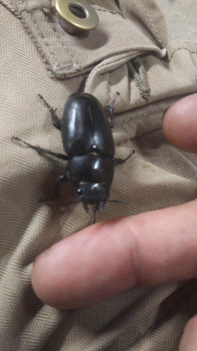 twobonewalker's tweet photo. 何でか分からんがクワガタに大人気な僕です。 https://t.co/SP1zb2NGwx