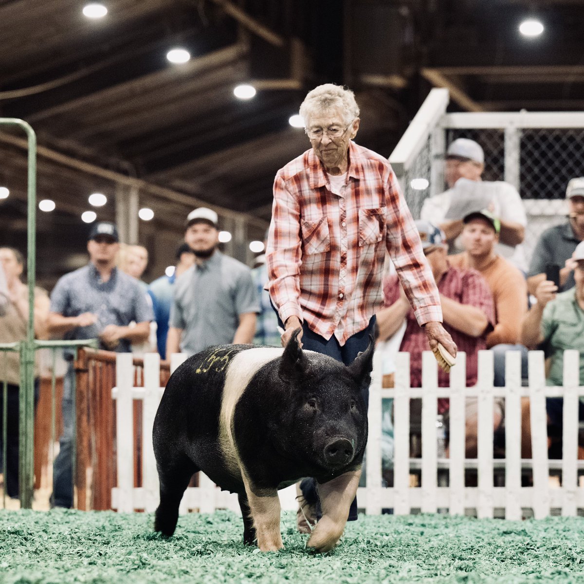 carlyjill31's tweet photo. My sweet, spunky, 92.5 year old Grandma got to show a pig again &amp; it was the best thing ever! The look on her face is truly priceless ☺️ https://t.co/xPq7cGtFGw