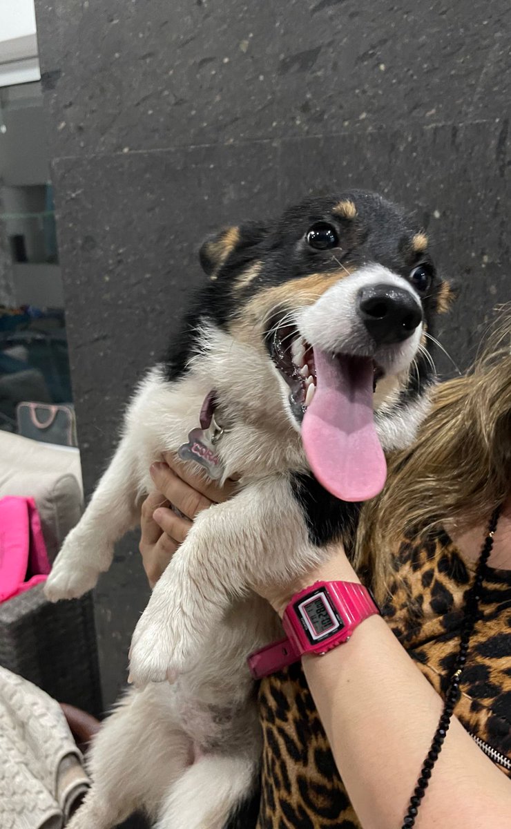 Cora busca a su familia. Este can fue encontrado en el área de San Carlos, muy cerca de unos condominios.

Trae placa de identificación y número de teléfono, pero no contestan 🤔

Si conoces a su familia humana, favor de llamar al 📱662 157 4142 con Sharon.