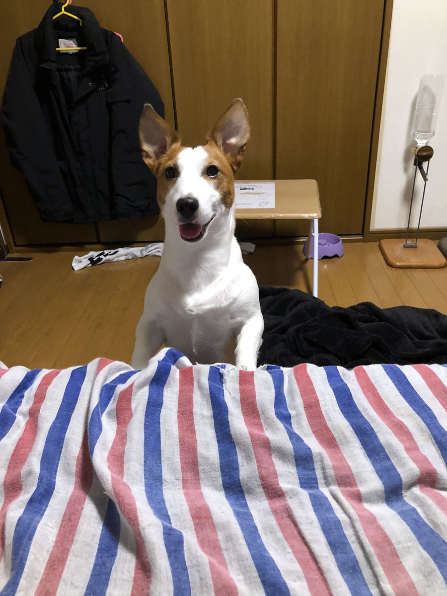 JRTsharaku's tweet photo. お、さ、ん、ぽ！ https://t.co/FXLBUTDBby