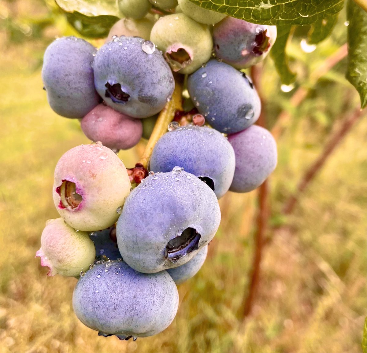 Burdick Blueberries tweet media
