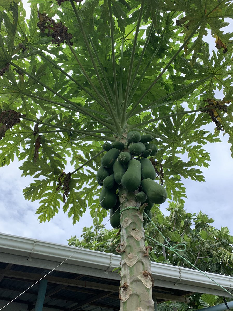 moodhumaainn's tweet photo. GOOD NEWS!

Effective from 30th July 2021 South Asian tourists can travel to Local Islands and stay in Guesthouse.

#Maldives #MoodhumaaInn #sunnysideoflife https://t.co/8Pkr3kIrLF