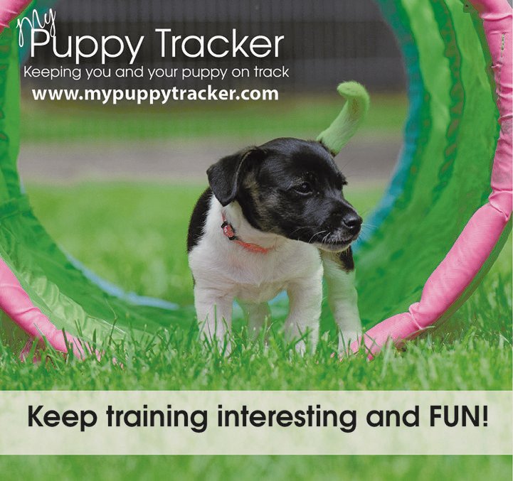 PuppyTracker's tweet image. No one likes to do the same thing over and over again! Keep training fun for your puppy by adding obstacles and tricks. If you don&apos;t have any equipment, weave around trees, teach them to sit on a park bench, or walk over cushions on the floor.

#dogtrainingfun #keepitinteresting