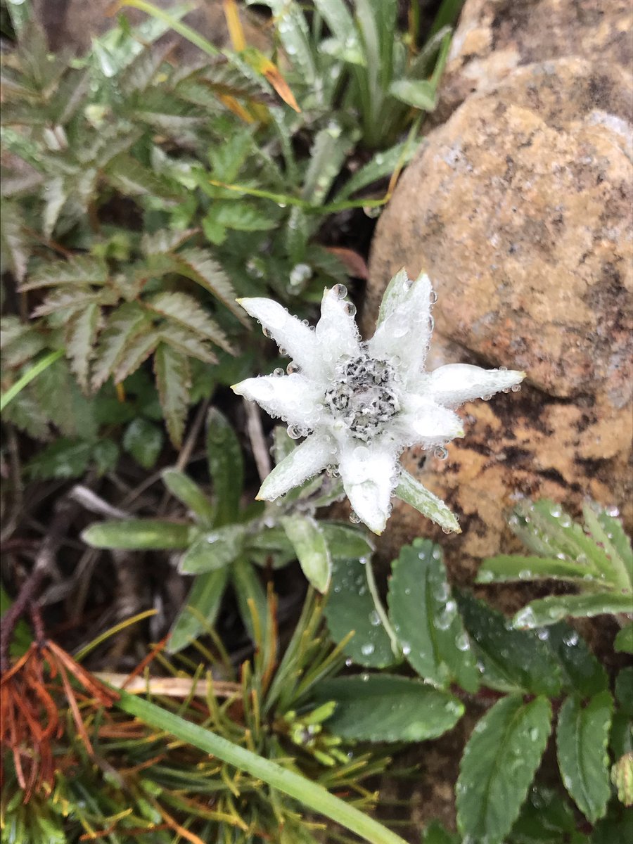 ハヤチネウスユキソウ