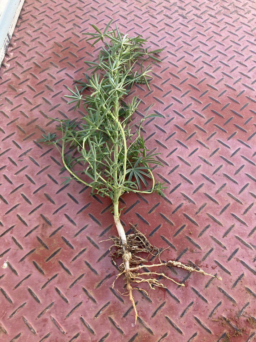 Lupins doing there thing🙏