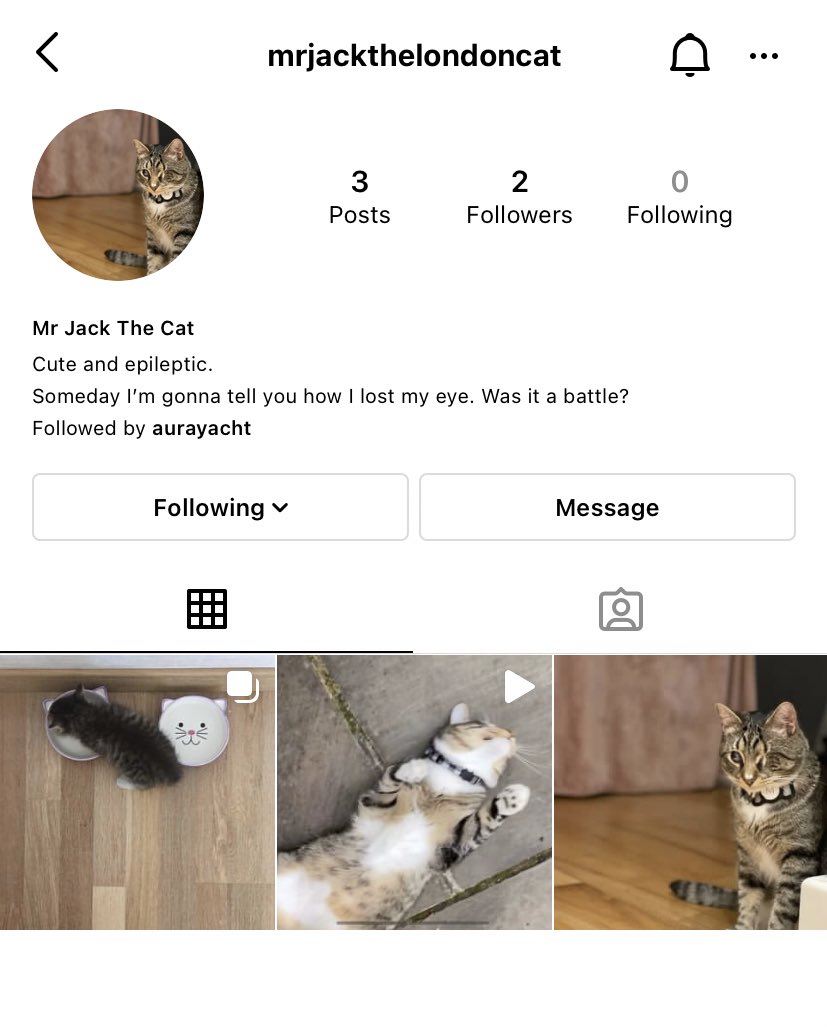 cat__jack tweet picture
