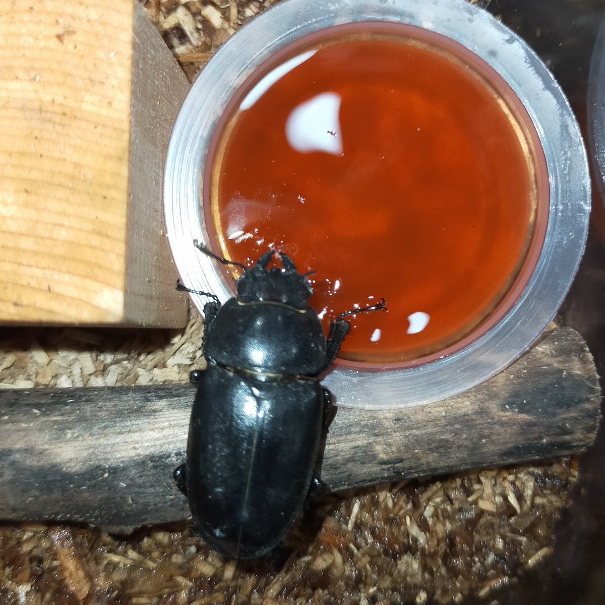 クワガタメス クワガタメス