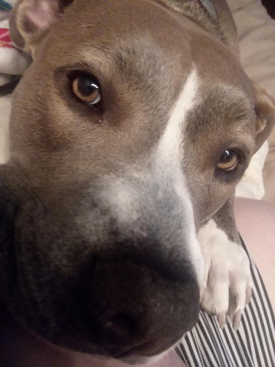 GoGoHeidiHo's tweet photo. @SpinnerAlmighty @dog_rates Pibbles are made out of love and courage. https://t.co/xOPnQOdHtO