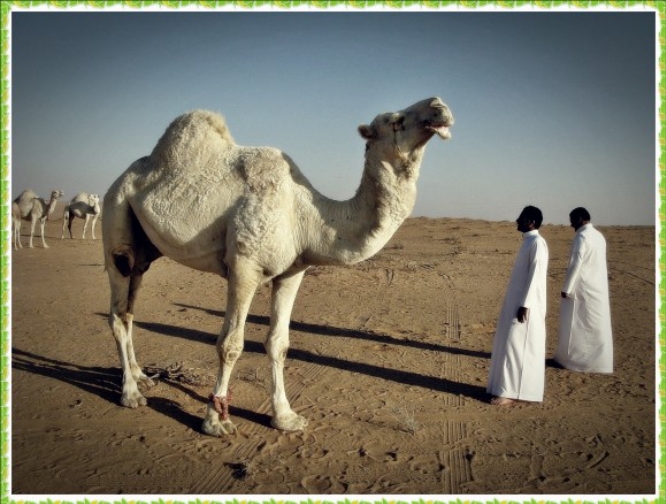 brownkjs's tweet image. Korean Gaya Civilization (South coast of the Korean Peninsula)100 B.C~500 AD Korean Gaya Civilization (South coast of the Korean Peninsula)
100B.C~500AD/Ancient Korea has no deserts.There were no camels.The relic of Gaya in Korea is a camel.Are Korean Gayans from the Middle East?