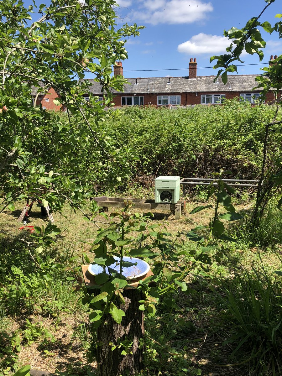 jstpumpkin's tweet photo. I just signed up to #pollinatorpledge @HantsCS @BandQ We keep bees &amp; they love our wildflowers and the nearby Lime tree blossom 🐝🐝 https://t.co/WZn9AppX45