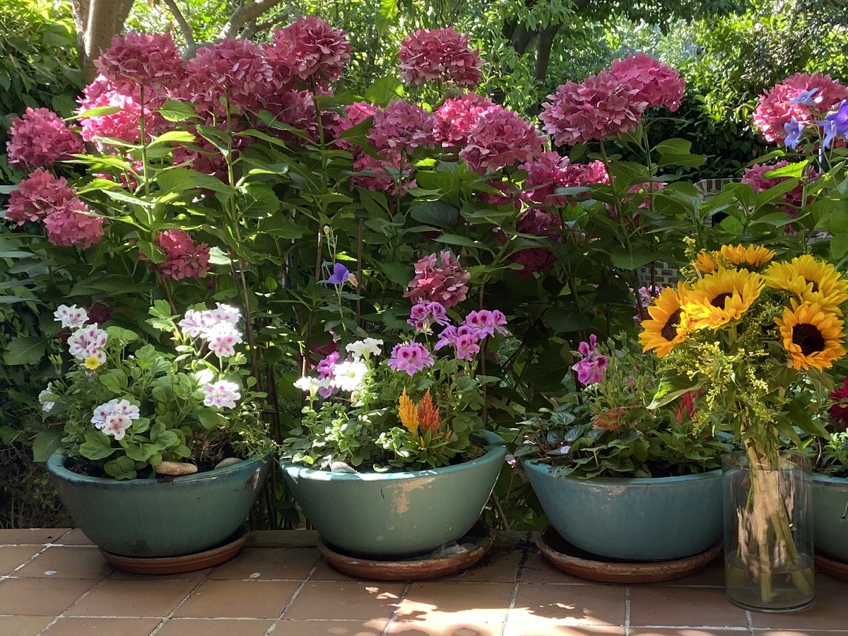 londones's tweet image. #Verano2021 empieza el día de ola de calor …. #meanwhile riegas y “ hablas” con las flores #reconectando