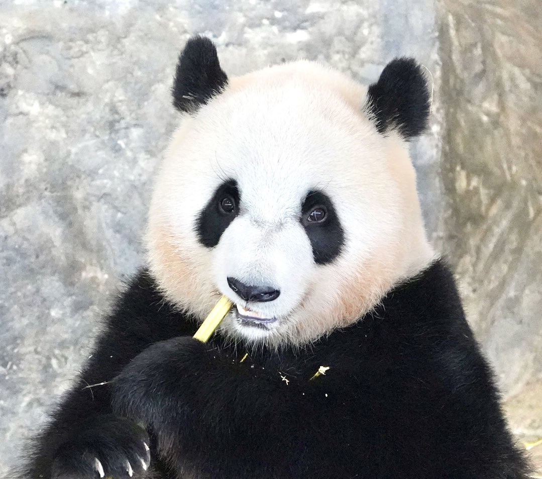 ともぱんだ Tomopanda Twitter